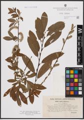 Foto von Salix aurita L. x Salix purpurea L.